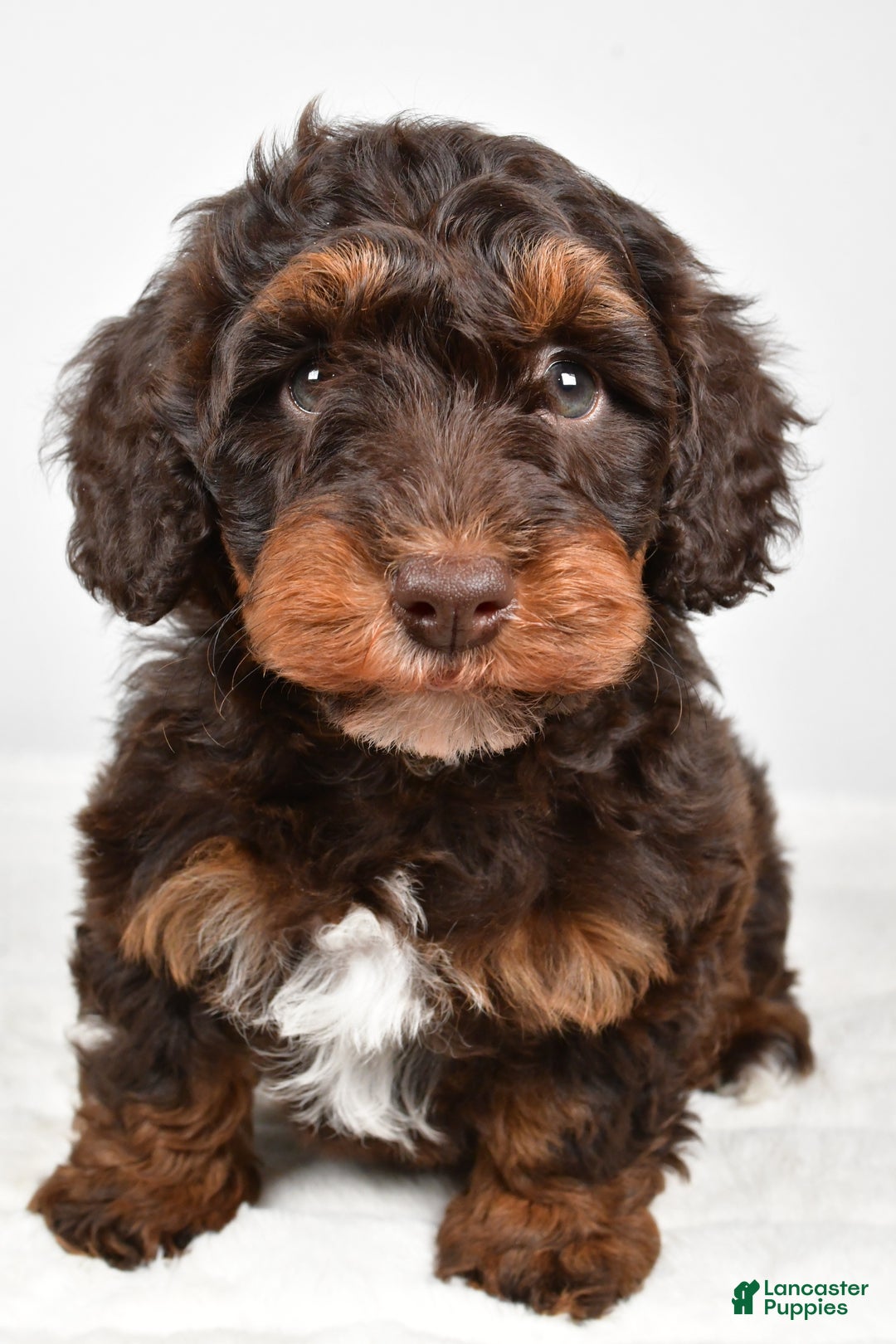 Mixed Breed dogs for sale: Star - Ad 4