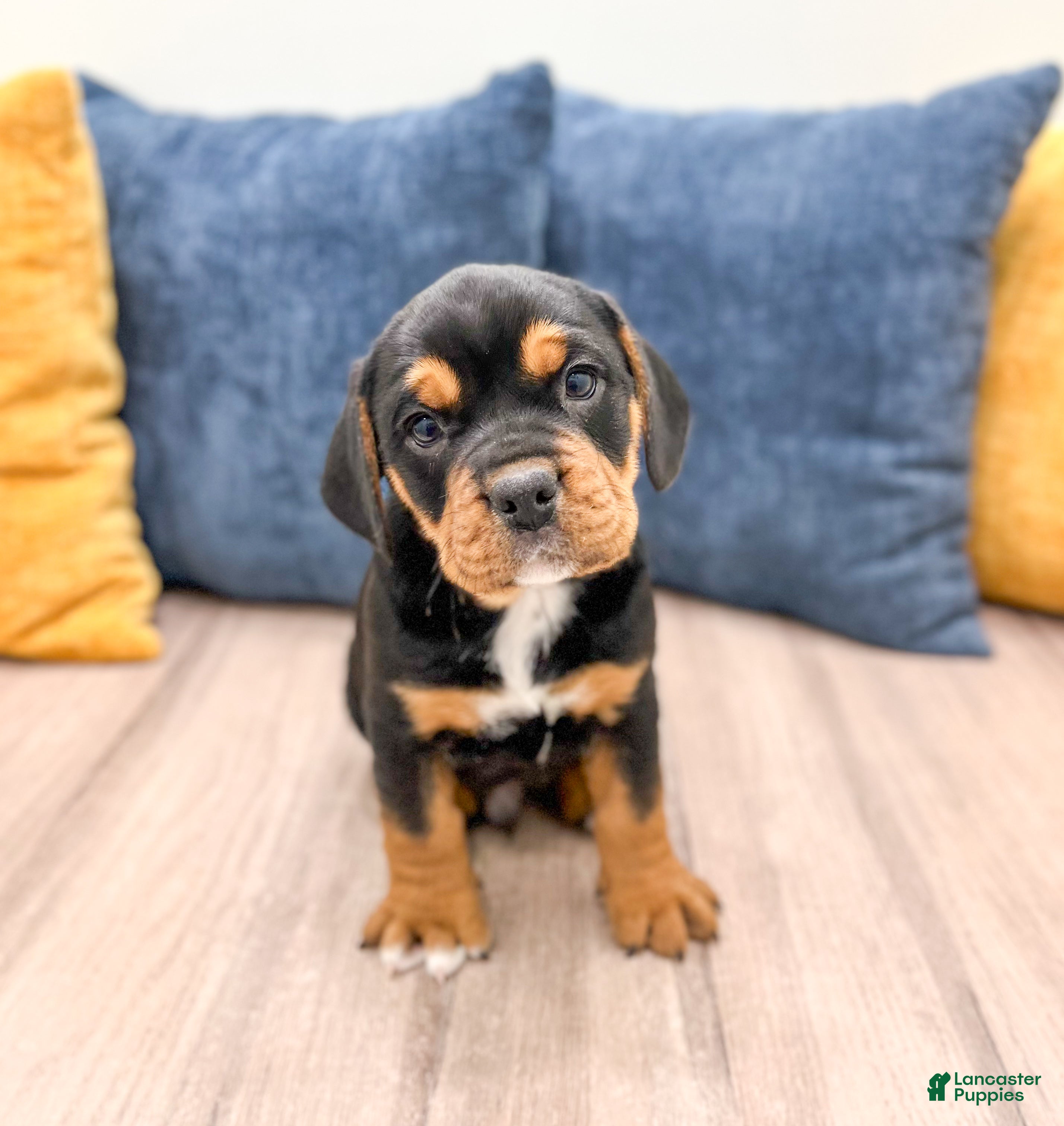 Mixed Breed dogs Gage - Ad 1