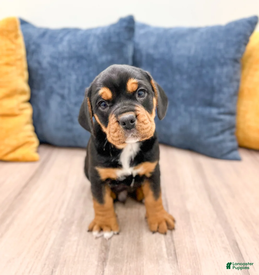 Mixed Breed dogs for sale: Gage - Ad 1