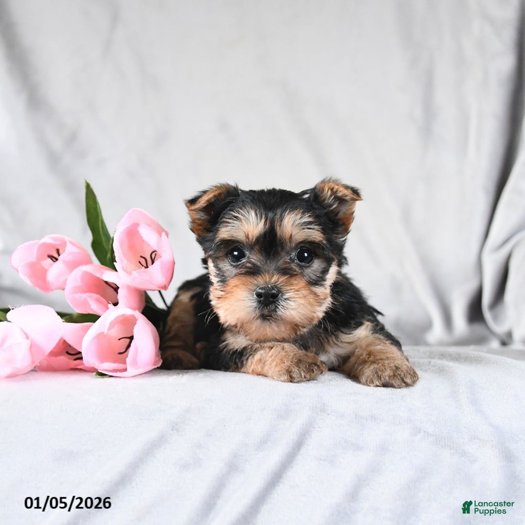 Morkie dogs for sale: Cody - Ad 2