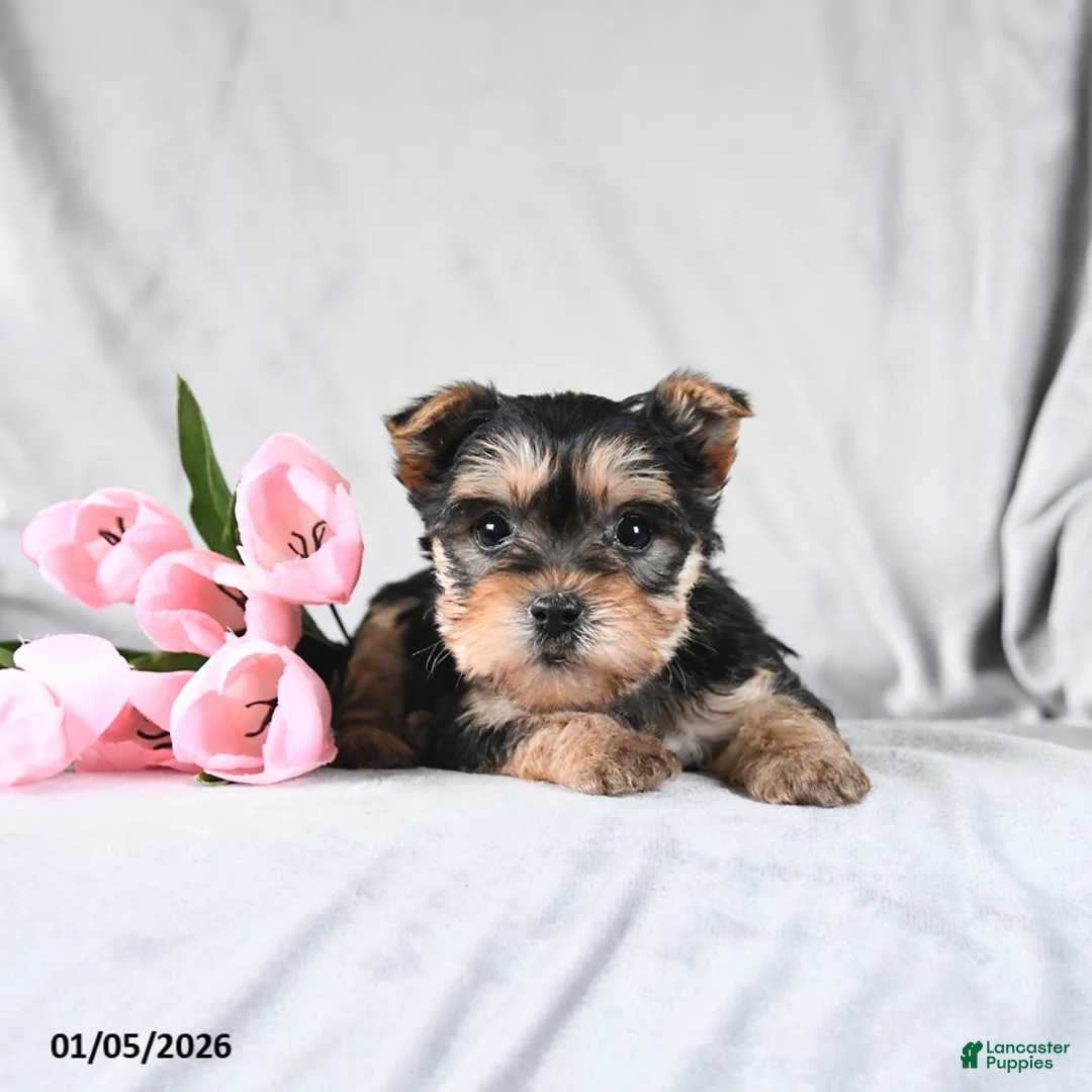 Morkie dogs for sale: Cody - Ad 2