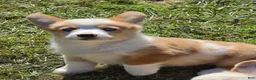 Welsh Corgi Pembroke dogs for sale: Beautiful Bentley  - Ad 2