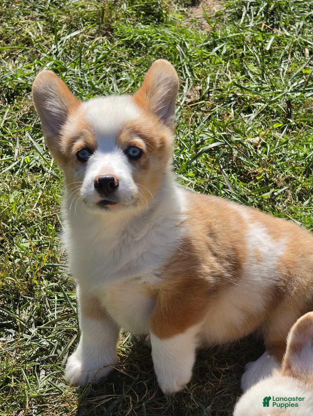 Welsh Corgi Pembroke dogs for sale: Beautiful Bentley  - Ad 2