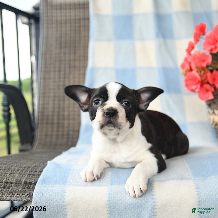 Boston Terrier dogs Gidget - Ad 2