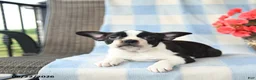 Boston Terrier dogs for sale: Gidget - Ad 2