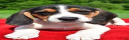 Beagle dogs for sale: Hazel - Ad 6