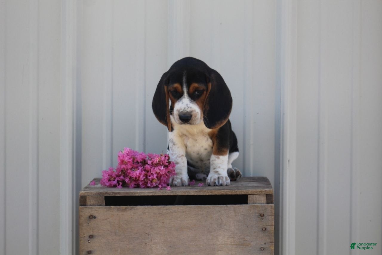 Beagle dogs Duke  - Ad 6
