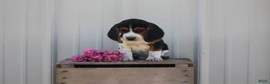 Duke 