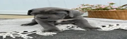 Cane Corso dogs for sale: Bianca - Ad 13