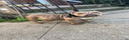 American Bully dogs for sale: Cash - Ad 13