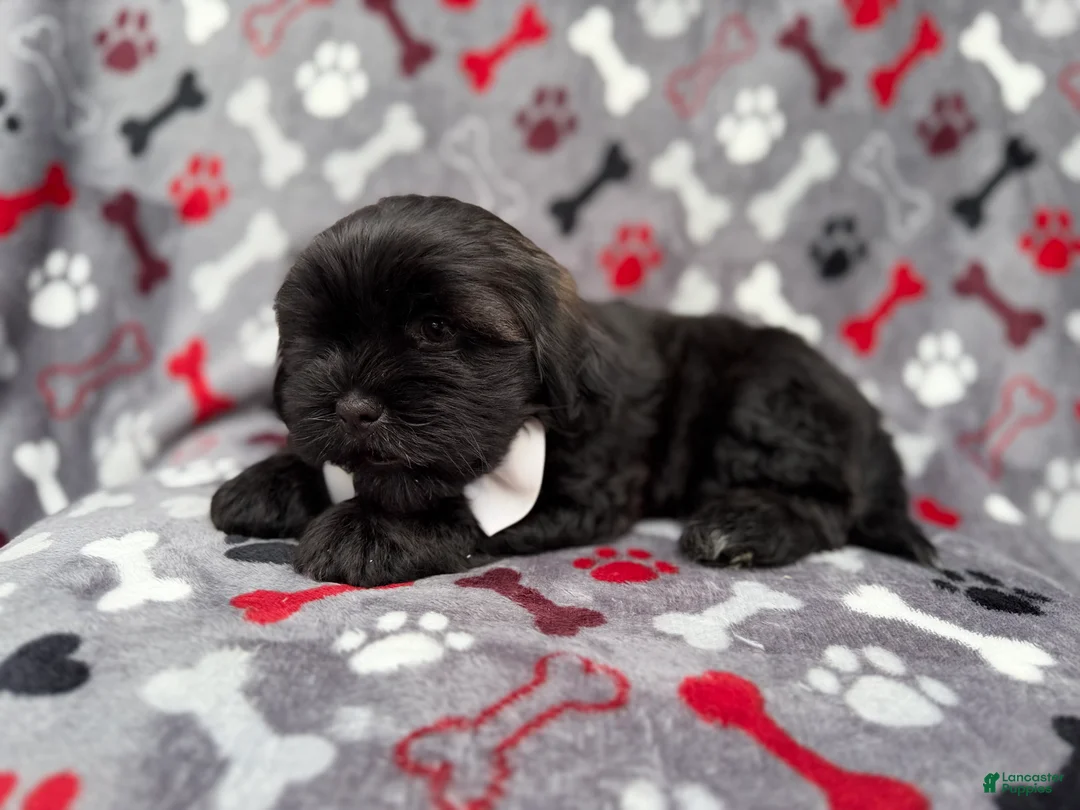 Shih Tzu dogs for sale: Scout - Ad 9