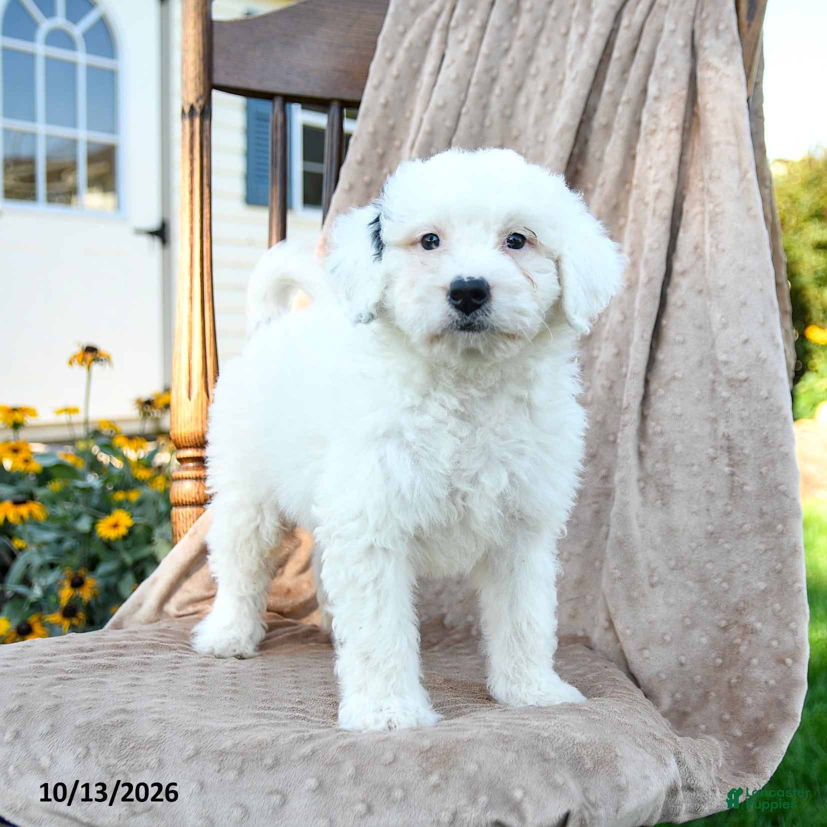 Mini Bernedoodle dogs Dash - Ad 1
