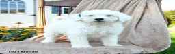 Mini Bernedoodle dogs for sale: Dash - Ad 1