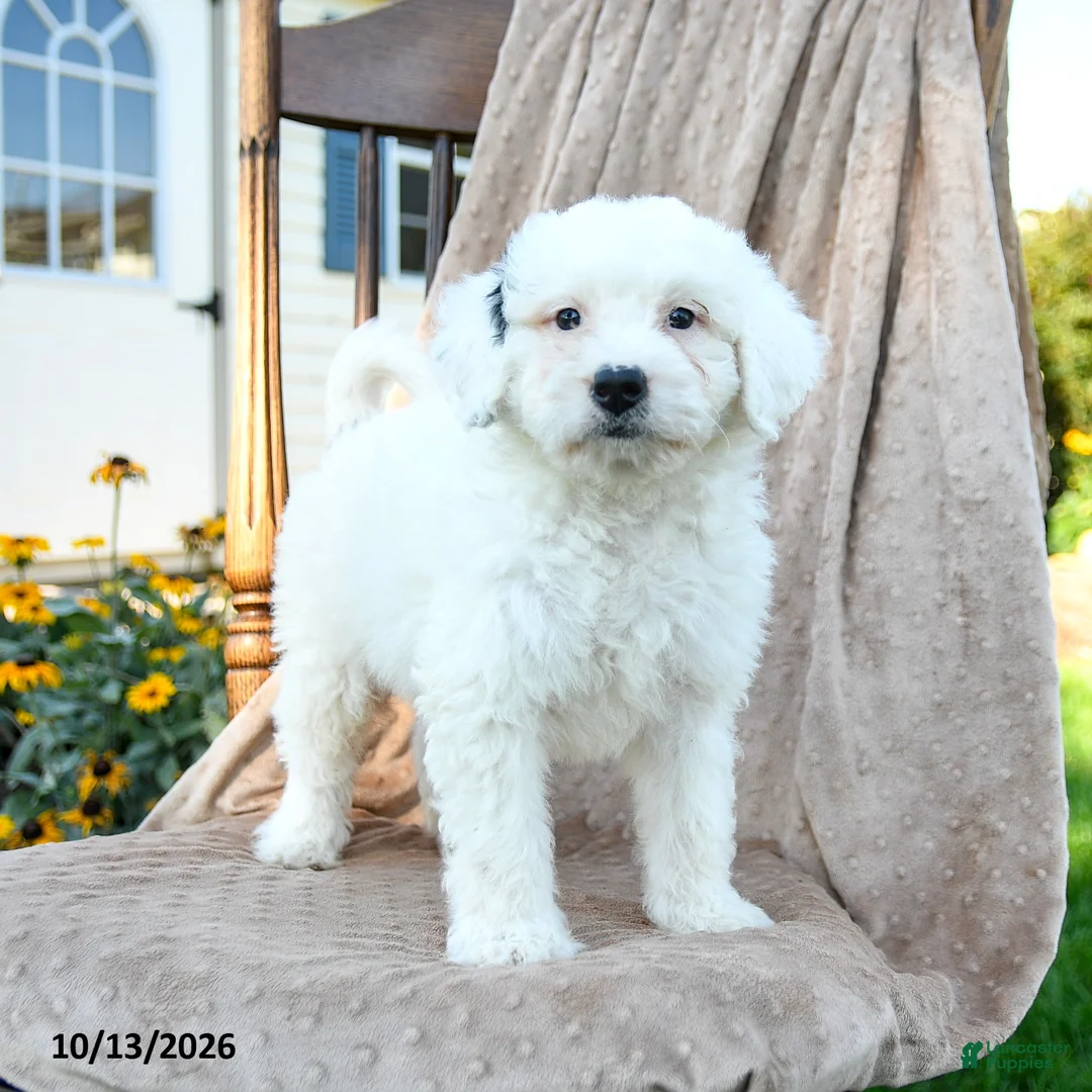 Mini Bernedoodle dogs for sale: Dash - Ad 1