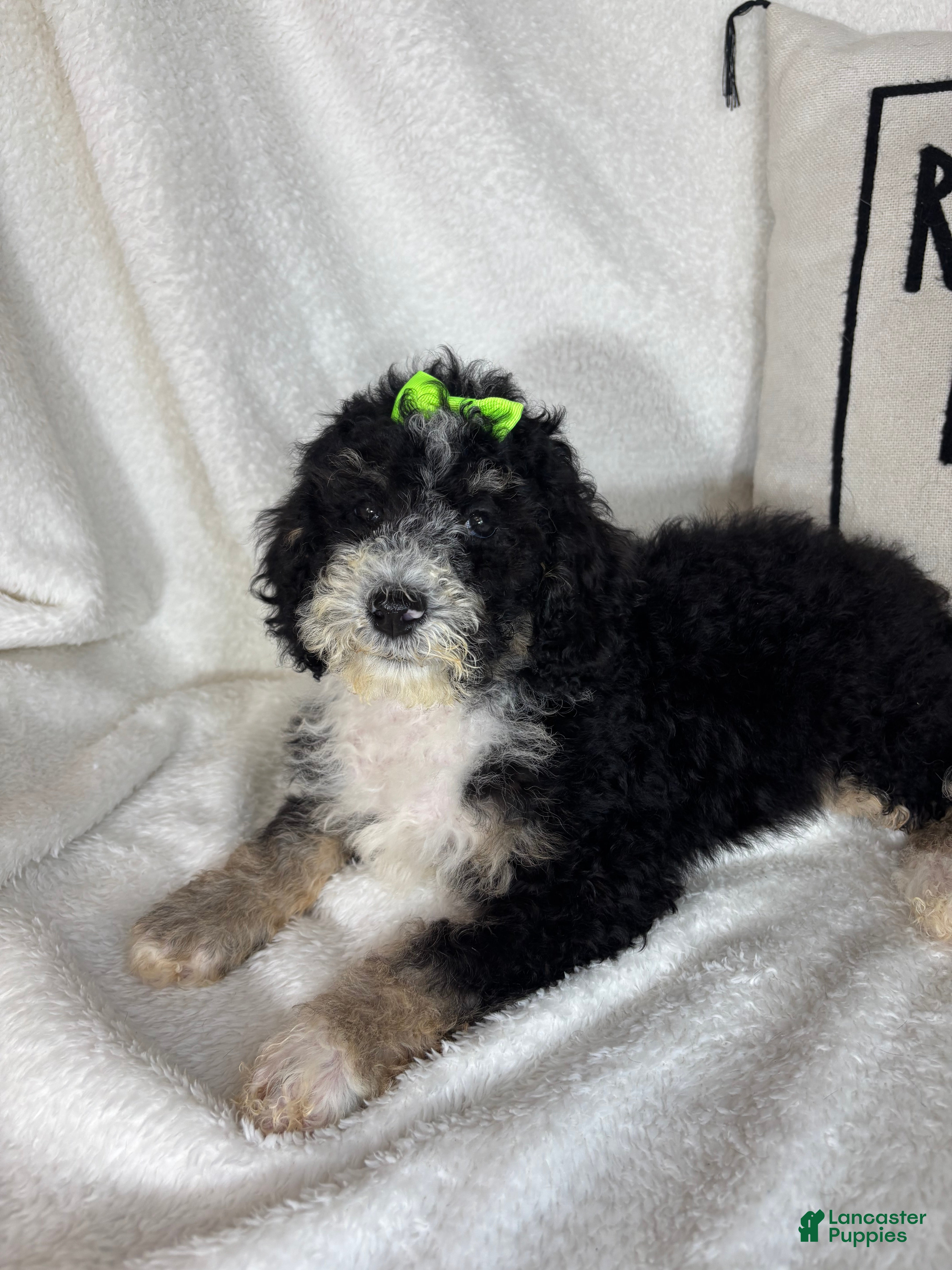 Bernedoodle dogs Molly - Ad 30