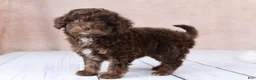 Cavapoo dogs for sale: F1B  Nutmeg - Ad 6