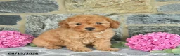 Miniature Poodle dogs for sale: Isaac  - Ad 3