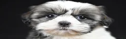 Shih Tzu dogs for sale: Gina - Ad 9
