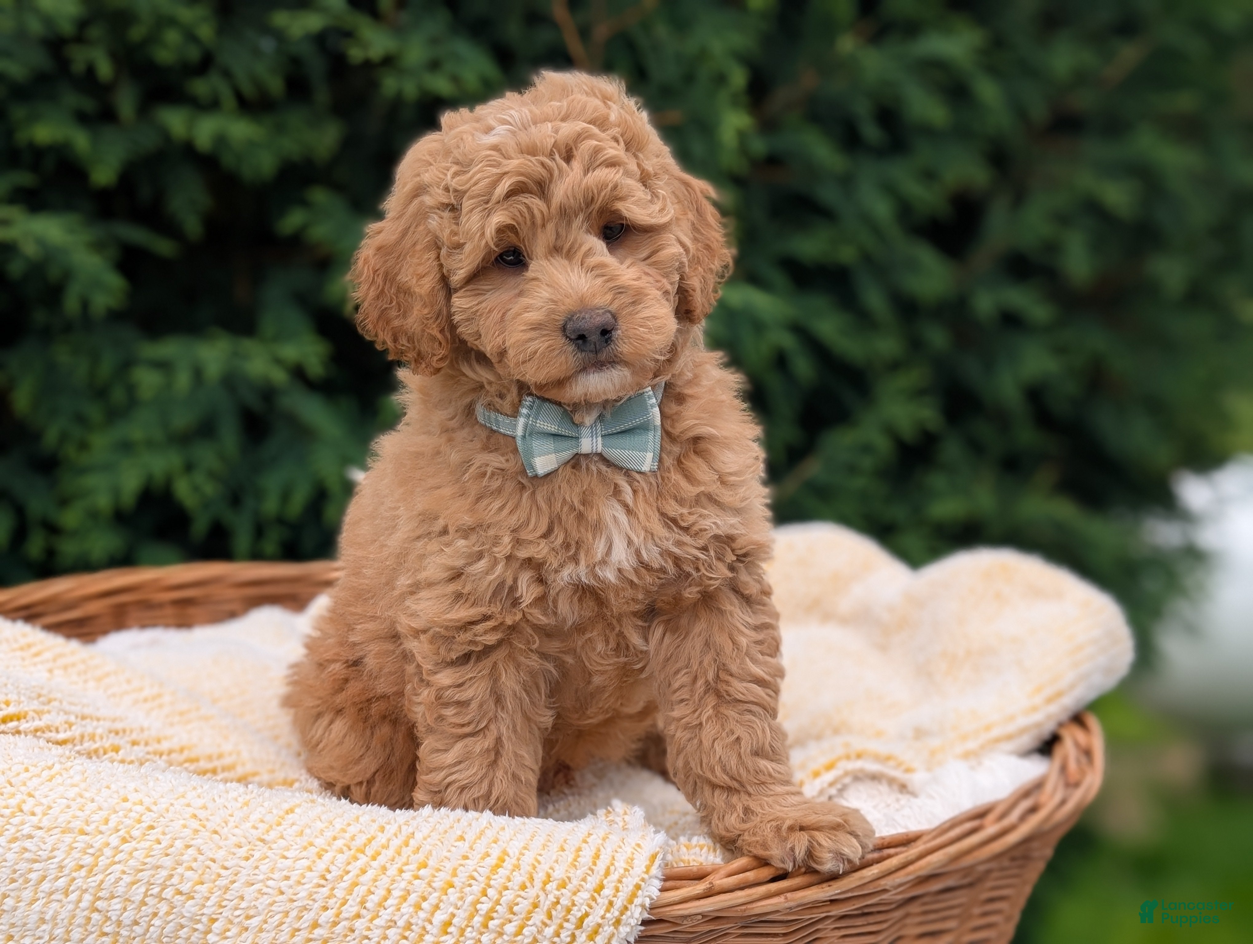 Mini Goldendoodle dogs Buster - Ad 1