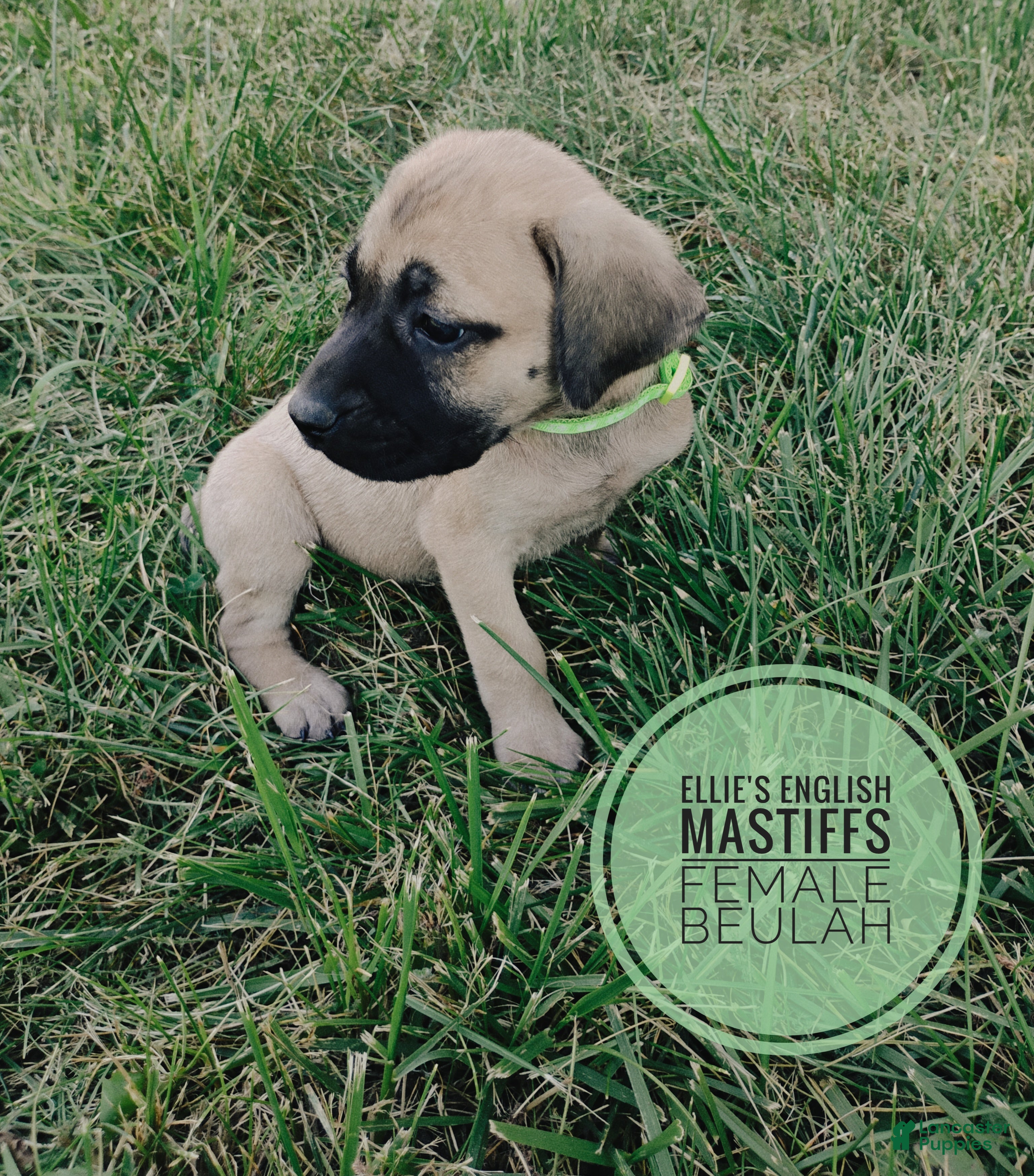 English Mastiff dogs Beulah  - Ad 2