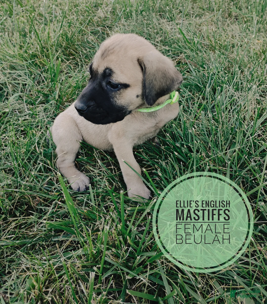 English Mastiff dogs for sale: Beulah  - Ad 2
