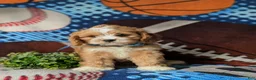 Cavapoo dogs for sale: Simpson - Ad 4