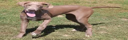 Great Dane dogs for sale: Great Dane 2 - Ad 5