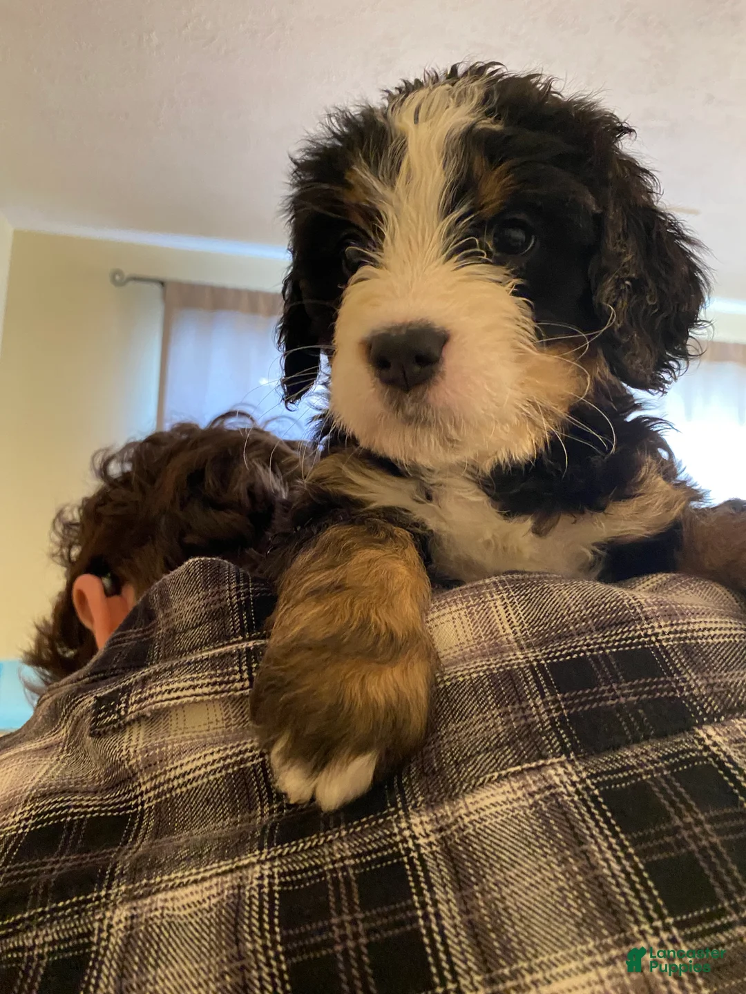 Bernedoodle dogs for sale: Bernedoodle Puppy 11 - Ad 6