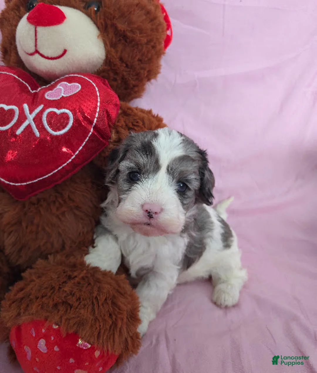 Cavapoo dogs for sale: Sven - Ad 1