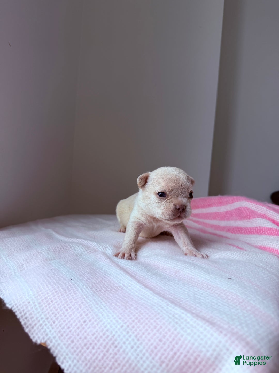 French Bulldog dogs for sale: Isabella - Ad 2
