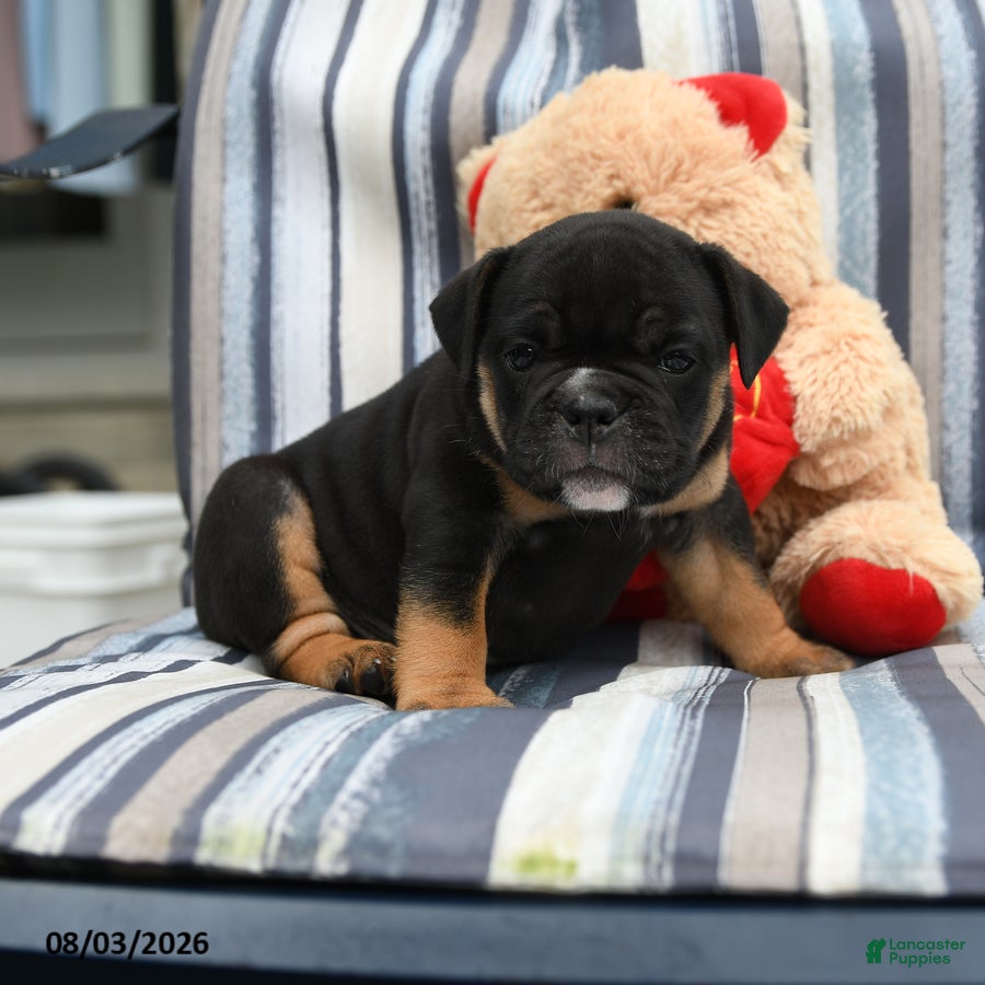Olde English Bulldogge dogs for sale: Amber - Ad 1