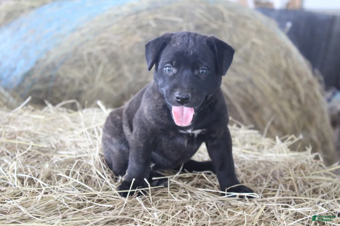 Mixed Breed dogs for sale: Ebony - Ad 2