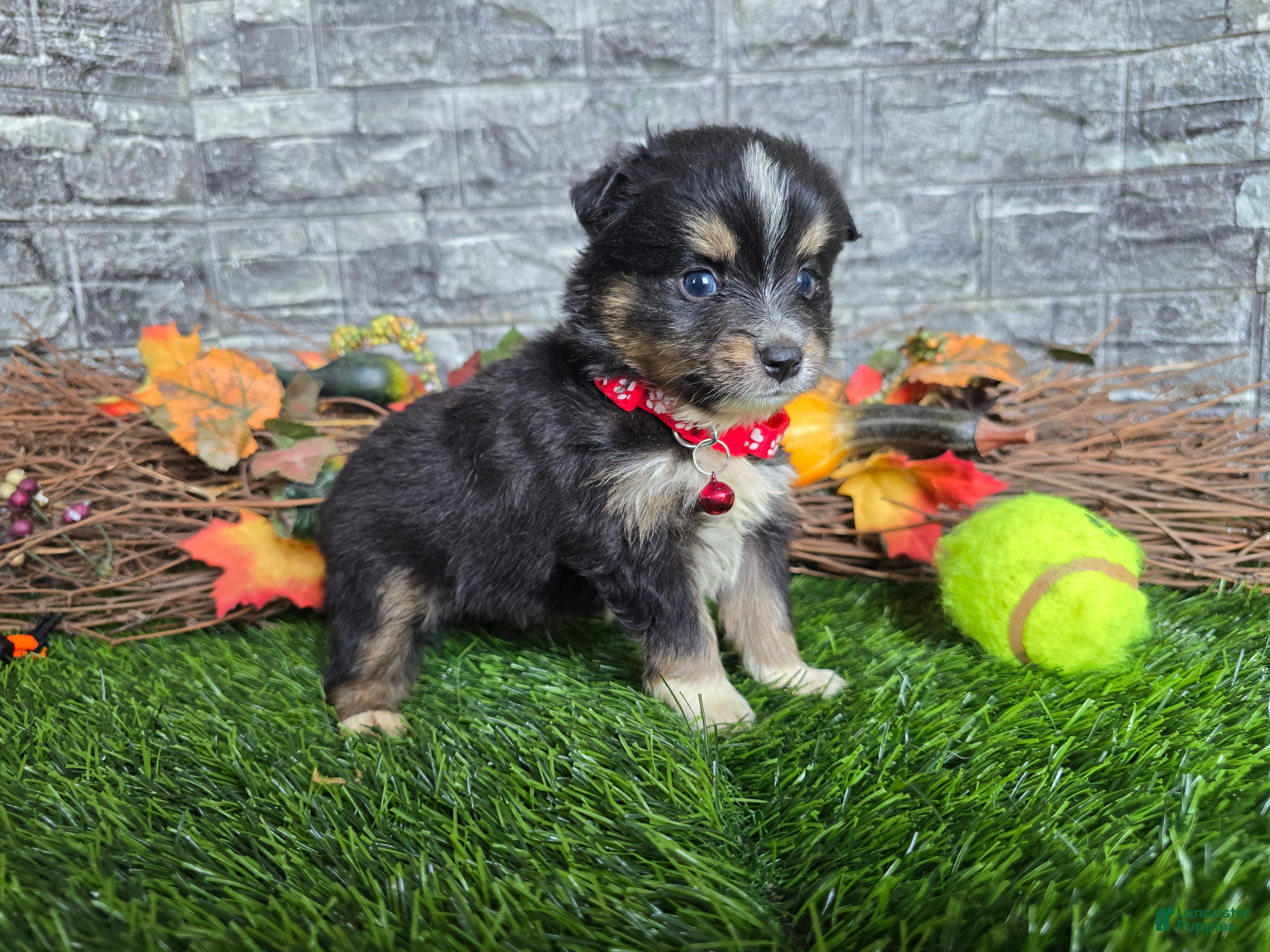 Toy Australian Shepherd dogs Boy 2 - Ad 1