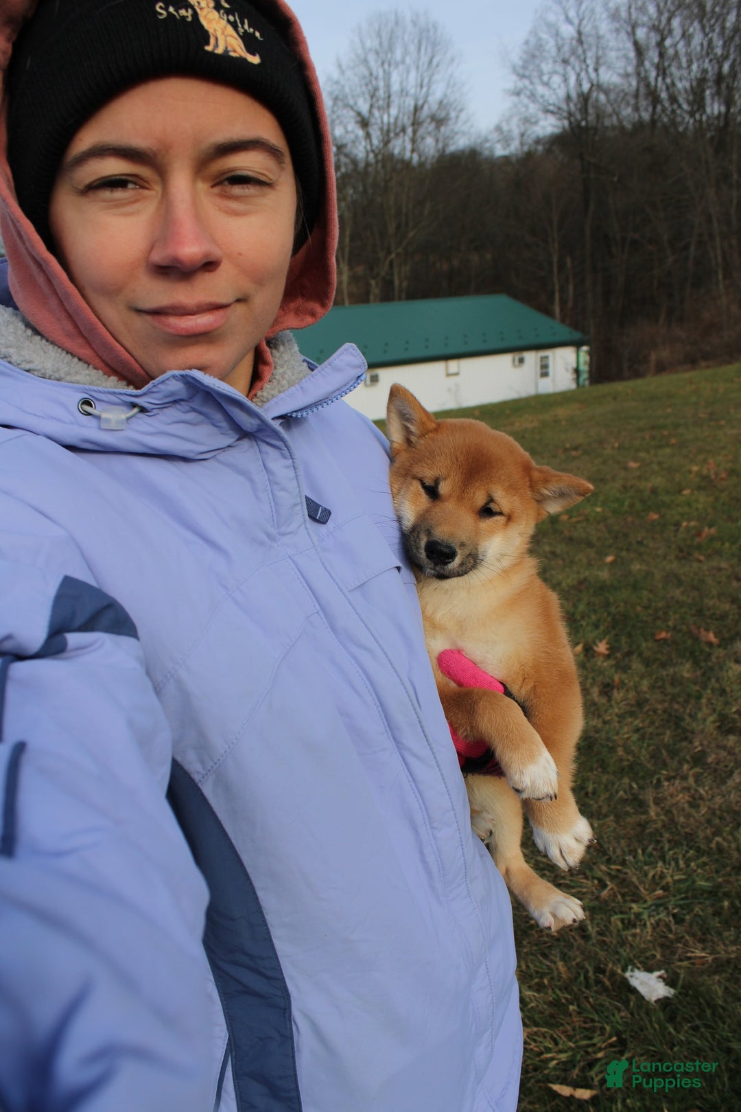 Shiba Inu dogs for sale: Aphrodite  - Ad 2