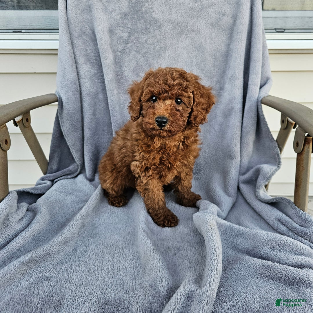 Toy Poodle dogs for sale: Reeces - Ad 2