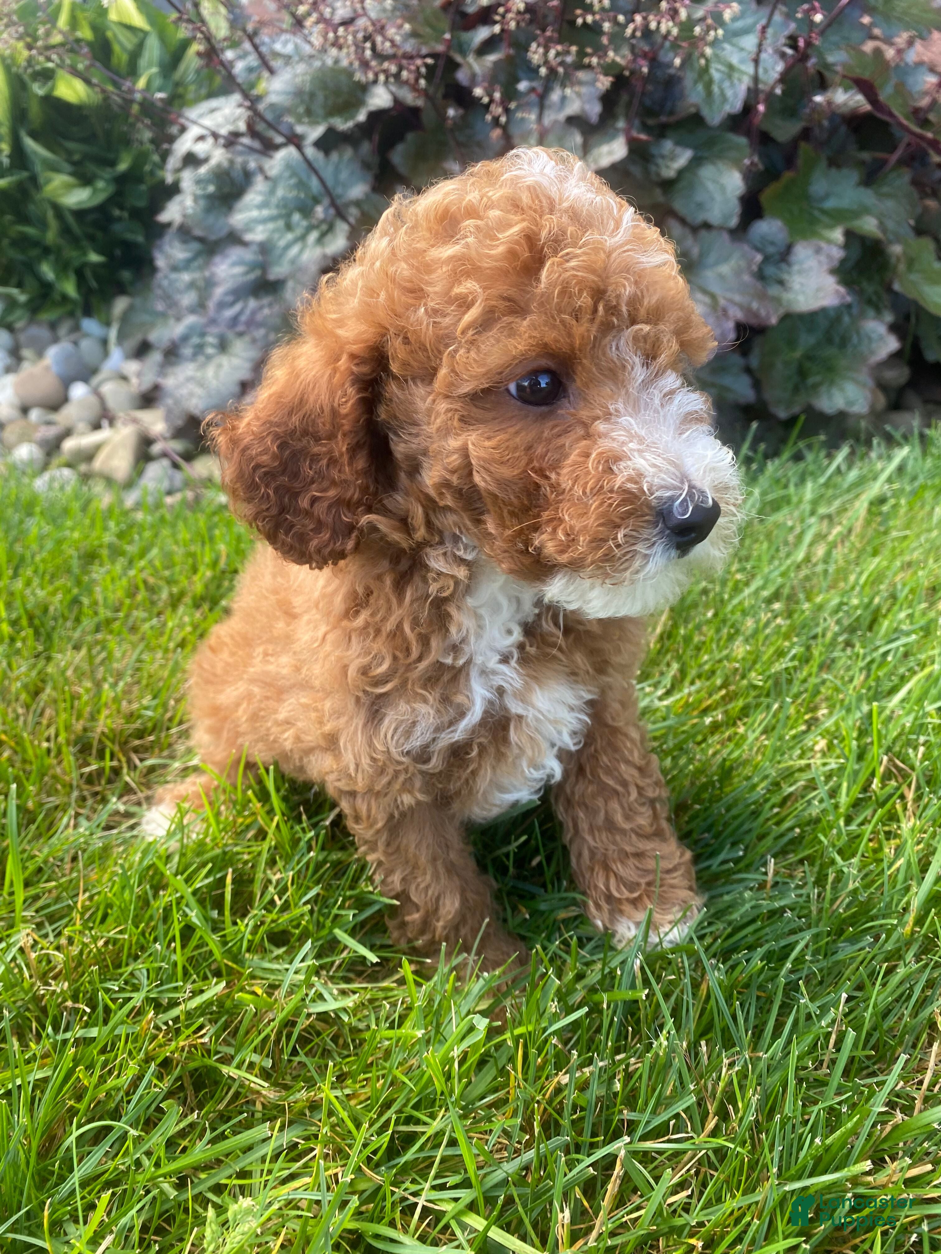 Miniature Poodle dogs Bob - Ad 2