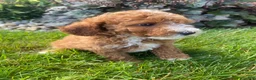 Miniature Poodle dogs for sale: Bob - Ad 11