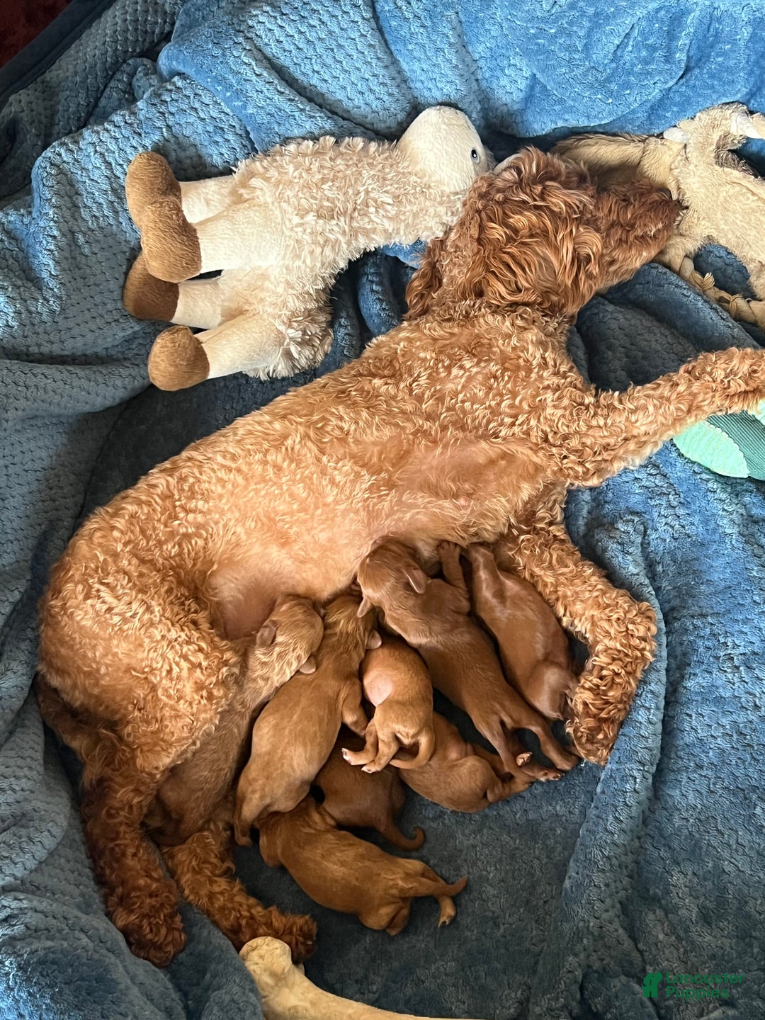 Cavapoo dogs for sale: Betty - Still available  - Ad 15