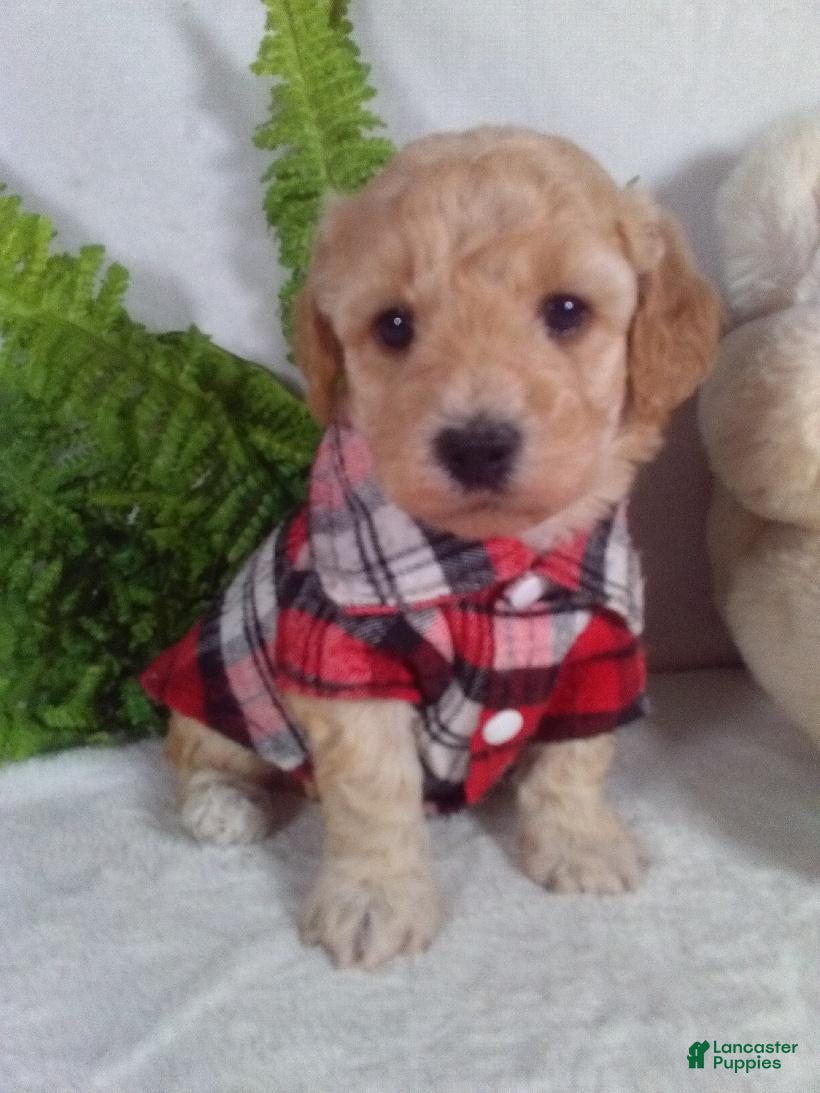 Bichpoo dogs Joey - Ad 2