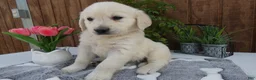 Golden Retriever dogs for sale: Golden Retriever 5 Abby - Ad 1