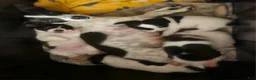 Jack Russell Terrier dogs for sale: Bull - Ad 2