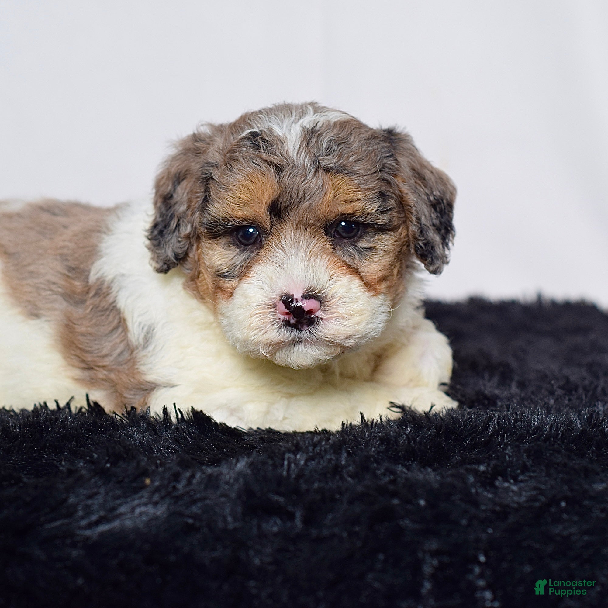 Mini Goldendoodle dogs for sale: Mr. Kirk - Ad 5