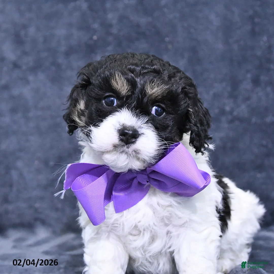 Cavapoo dogs for sale: Angel - Ad 2
