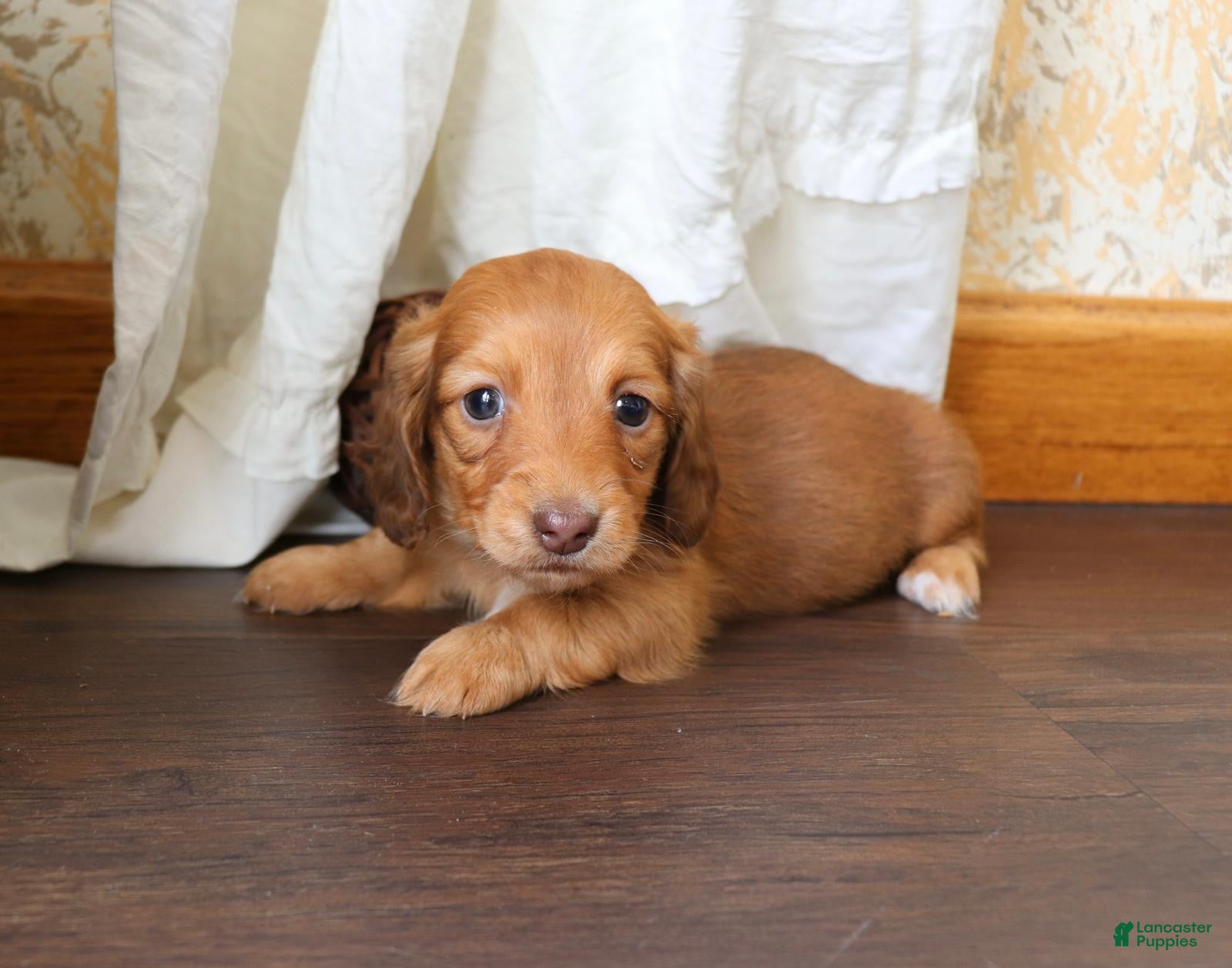 Dachshund dogs Molly - Ad 1
