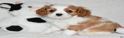 Cavalier King Charles Spaniel dogs for sale: Ulysses  - Ad 5