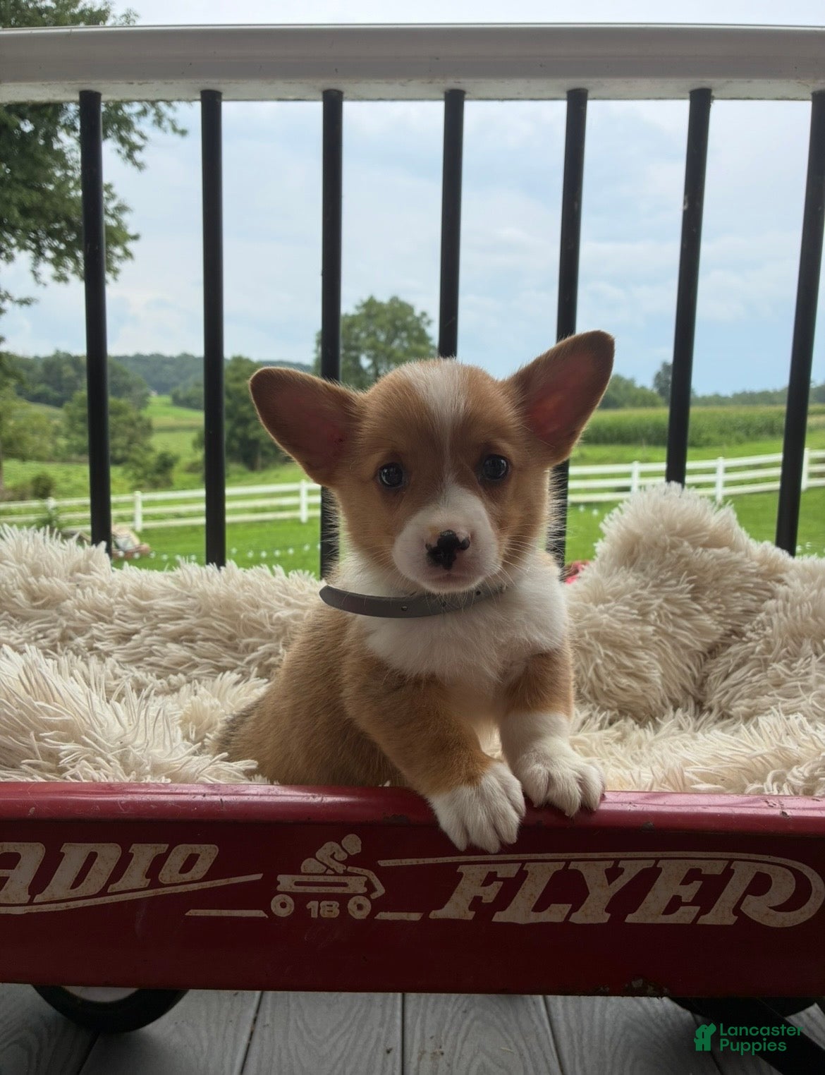 Welsh Corgi Pembroke dogs Bruno - Ad 1