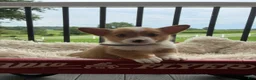Welsh Corgi Pembroke dogs for sale: Bruno - Ad 1