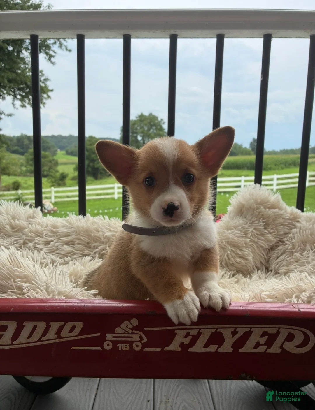 Welsh Corgi Pembroke dogs for sale: Bruno - Ad 1
