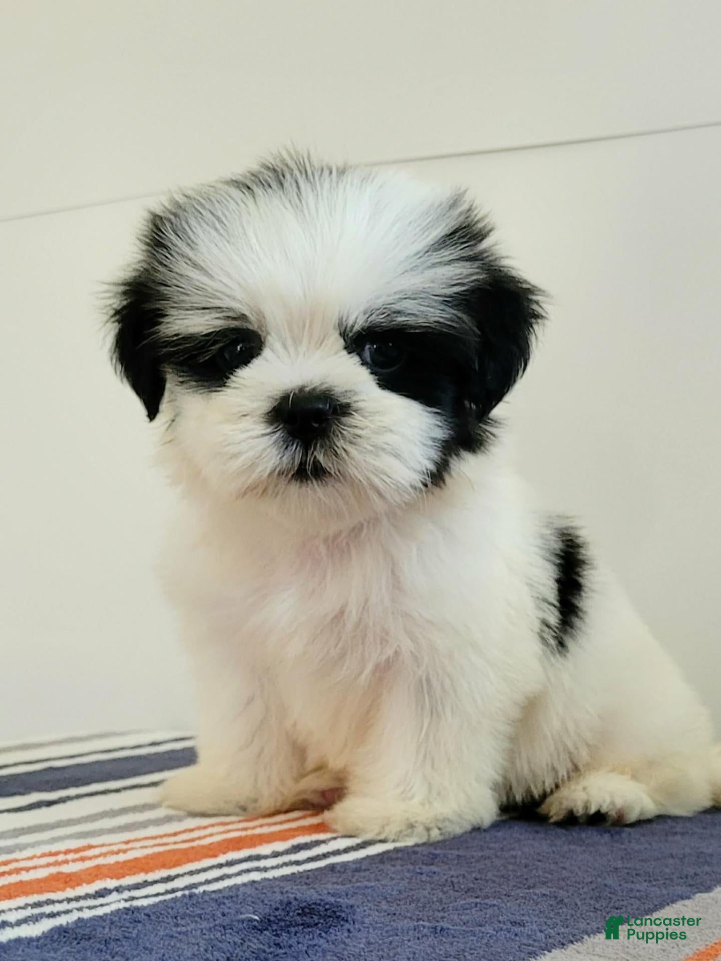 Shih Tzu dogs Shih Tzu 3 - Ad 1