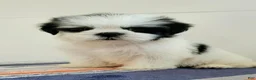 Shih Tzu dogs for sale: Shih Tzu 3 - Ad 1